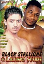 Black Stallions &amp; Latino Studs